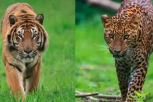 लखीमपुर खीरी में बाघ-तेंदुआ का आतंक, ग्रामीणों में भय का माहौल