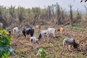 शाहजहांपुर: छुट्टा पशुओं के झुंड से किसान परेशान, फसलें हो रही हैं तबाह