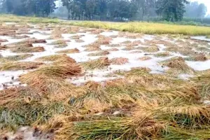 कासगंज में तेज आंधी और बारिश से बिजली गुल, किसानों को फसलों के नुकसान की चिंता 