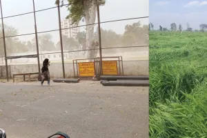 बदायूं में तेज हवाओं और बूंदाबांदी से गेहूं की फसल को हुआ नुकसान, किसानों की बढ़ी चिंता