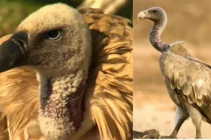 गिद्धों की वापसी से खुशहाल हुआ पीलीभीत, अब क्षेत्र में सात प्रजातियां चिन्हित