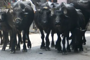 पीलीभीत: दुधारू पशुओं में बढ़ रहा बांझपन, दूध उत्पादन पर पड़ा असर