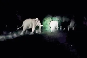 पीलीभीत में नेपाली हाथियों ने मचाया उत्पात, किसानों ने शोर मचाकर खदेड़ा