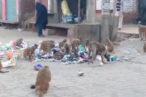 कासगंज में कुत्तों और बंदरों का आतंक, स्वास्थ्य केंद्र पर बढ़ी भीड़