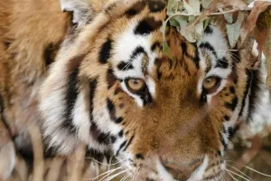 शाहजहांपुर: खुटार में बाघ के आतंक से गांव वाले भयभीत, वन विभाग ने दी सतर्क रहने की सलाह