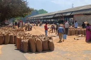 लखीमपुर खीरी: गेहूं खरीद की शुरुआत, दो केंद्रों पर 115 क्विंटल गेहूं की हुई बिक्री