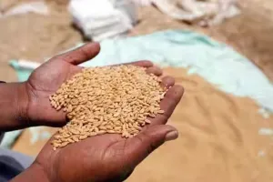 लखीमपुर खीरी में गेहूं की खरीद शुरू, किसानों को मिलेगा 2425 रुपये प्रति कुंतल