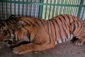 Bareilly: 'केसरी' की मौत का कसूरवार गोरखपुर चिड़ियाघर प्रशासन, PM रिपोर्ट ने खोली लापरवाही की परतें