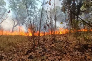 शाहजहांपुर: जंगल में लगी भीषण आग, पेड़-पौधे जले