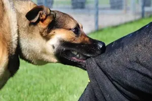 बनभूलपुरा में  कुत्तों ने बच्चों पर किया हमला     