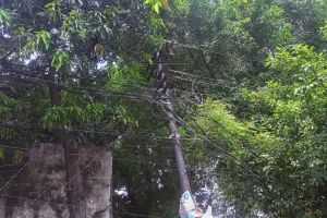 लाखों खर्च के बाद भी पेड़ों की टहनियां बन रही शार्ट सर्किट की वजह, राजधानी में हर दिन कई इलाके झेल रहे लाइट न आने की परेशानियां