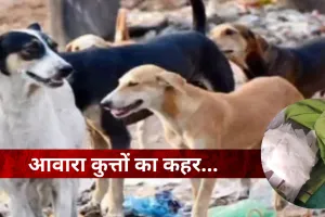 बहराइचः कुत्तों का कहर बरकरार... फिर बनाया मासूम को शिकार, सीएचसी से जिला अस्पताल रेफर 