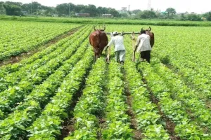 राजधानी के खेतों को तबाह कर रहे धातु पदार्थ, रिपोर्ट में हुआ चौकाने वाला खुलासा, योगी सरकार ने लिया बड़ा फैसला