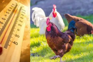 बरेली: मुर्गियों को गर्मी सहनशील बनाने की कवायद शुरू, वैज्ञानिकों ने अपनाया नया तरीका