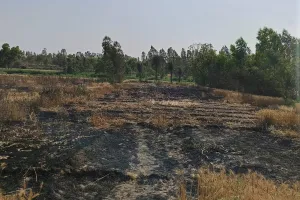 कासगंज: अज्ञात कारणों से खेतों में लगी आग, 5 बीघा फसल जलकर राख
