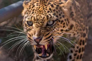 लखीमपुर खीरी: खेत में पानी भर रहे किसान पर तेंदुए का हमला...बचाने आए लोग भी घायल