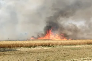 बहराइच: सैकड़ों बीघा गेहूं की फसल जली, किसानों का हुआ लाखों नुकसान