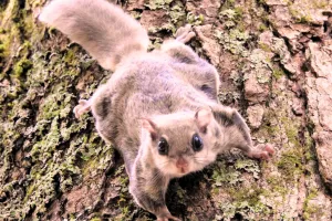 हिमाचल में पहली बार नजर आई 'उड़ने वाली गिलहरी', कैमरा टैपिंग सर्वेक्षण में कैद हुई यह दुर्लभ दृश्य