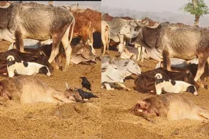 बाराबंकी: आश्रय स्थल में कुपोषित गोवंश तोड़ रहे दम, वीडियो वायरल 