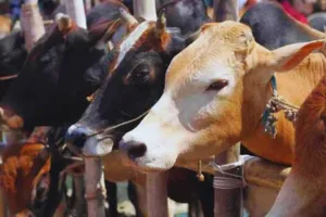 प्रतापगढ़: चार गो तस्करों को किया गया गिरफ्तार, 4 गोवंश और एक महिंद्रा पिकअप बरामद  