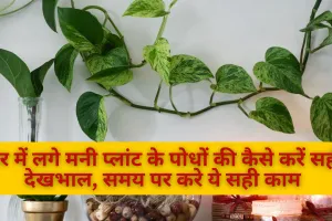 घर में लगे मनी प्लांट के पोधों की कैसे करें देखभाल, समय पर करे ये सही काम 
