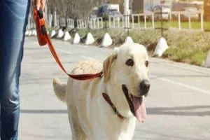 मुरादाबाद : अपने पालतू कुत्तों का कराएं पंजीकरण, अन्यथा पकड़ ले जाएगी नगर निगम की टीम...लगेगा 20,000 रुपये जुर्माना