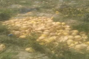 फ्यूजेरियम विल्ट से ताइवानी खरबूजे की फसल बर्बाद, किसान परेशान, लागत निकालना भी हुआ मुश्किल