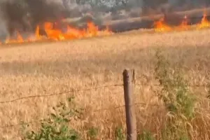  बिजली तारों की चिंगारी से गेहूं की फसल जली : आग पर काबू पाने में किसान का झुलसा पैर 