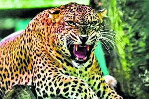 बरेली के इस इलाके में तेंदुआ का खौफ बरकरार...खेत पर फिर दिखा दहशत का मंजर !