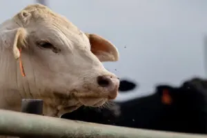 पशुओं में खुरपका-मुंहपका की बढ़ी बीमारी, ब्रिटेन ने सभी यूरोपीय संघ देशों से मांस-डेयरी उत्पादों के आयात पर लगाया प्रतिबंध 