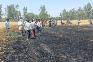 बदायूं: बिजली के तारों से निकली चिंगारी ने मचाही तबाही...12 बीघा फसल जलकर राख