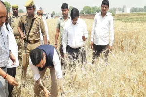 बाराबंकी :  डीएम ने गेहूं की फसल काटकर बढ़ाया किसानों का हौसला, एक हेक्टेयर में 37.63 क्विंटल गेहूं की उत्पादकता