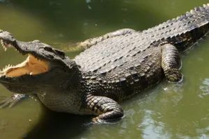 बहराइच: ग्रामीण के घर में घुसा 15 फीट का मगरमच्छ, लोगों में फैली दहशत 