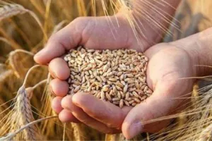 बरेली: गेहूं खरीद केंद्रों पर मोबाइल नंबर की रैंडम जांच, बंद मिला तो होगी सख्त कार्रवाई