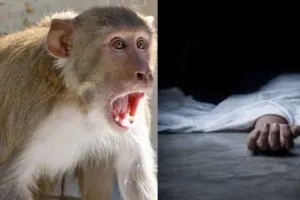 बदायूं में बंदर के आतंक ने ली एक और जान, महिला की छत से गिरकर मौत