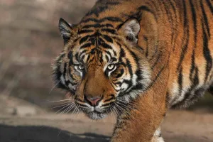 पीलीभीत में बाघ ने फिर एक पशु को बनाया अपना शिकार, ग्रामीणों में डर का माहौल