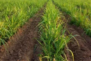 पीलीभीत: ज्यादा गन्ना बोने के आसान उपाय, इस तकनीक से करें बुवाई 