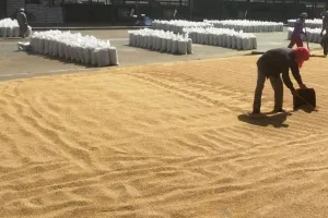 लखीमपुर खीरी: सरकारी केंद्रों पर गेहूं की खरीद धीमी, प्राइवेट आढ़ती किसानों को दे रहे अधिक मूल्य