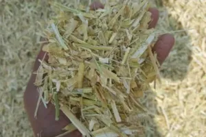 बदायूं: बाजार में 500, विभाग खरीद रहा 900 में भूसा, ग्रामीणों ने उठाए सवाल