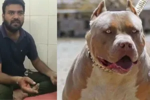 बरेली: पिटबुल ने युवक पर किया जानलेवा हमला, हाथ-पैर जख्मी