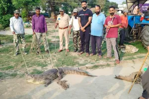 लखीमपुर खीरी: घर में घुसा मगरमच्छ, मची अफरा-तफरी