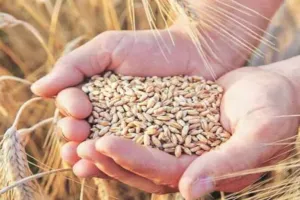 बरेली: बाजार में बेहतर दाम, किसानों ने सरकारी केंद्रों से किया किनारा