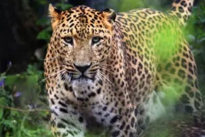 बरेली में तेंदुए की दहशत, हर कदम पर खतरे की आहट... लेकिन असलियत ने सब को चौंकाया!