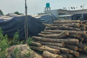 लखीमपुर खीरी: कानून के डर से बेखौफ लकड़ी तस्कर, वन विभाग की चुप्पी बरकरार