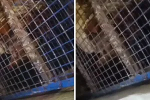 Lucknow News : मस्जिद में घुसे दो सियार, वनविभाग ने एक को किया रेस्क्यू, दूसरा गच्चा देकर फरार