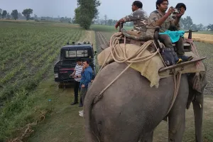 लखीमपुर खीरी: ऑपरेशन बाघिन...डायना और सुलोचना खंगाल रहीं जंगल का चप्पा-चप्पा