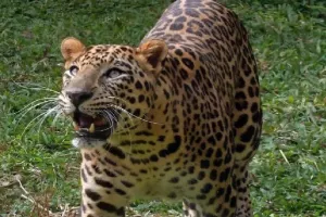 बिजनौरः किसान पर हमला कर जंगल में भागा तेंदुआ, इलाज के दौरान हुई मौत 