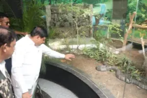 CM मोहन यादव ने इंदौर के चिड़ियाघर को किंग कोबरा किया भेंट, जानें क्यों है खास