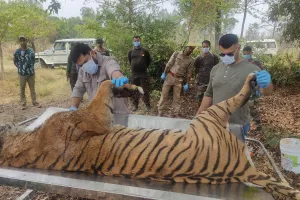 झिरना रेंज में मिला बाघिन का शव, हड़कंप    
