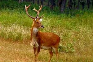 अमरोहा: गांव में बारहसिंघा घुसने से फैली दहशत...बुजुर्ग को किया घायल